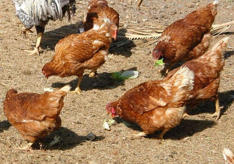 La Guardia Civil identifica a 39 jóvenes implicados en la utilización de una gallina como balón de fútbol